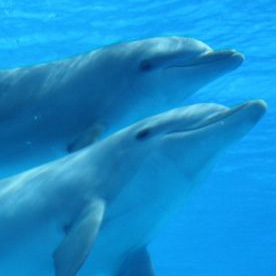 Delfines