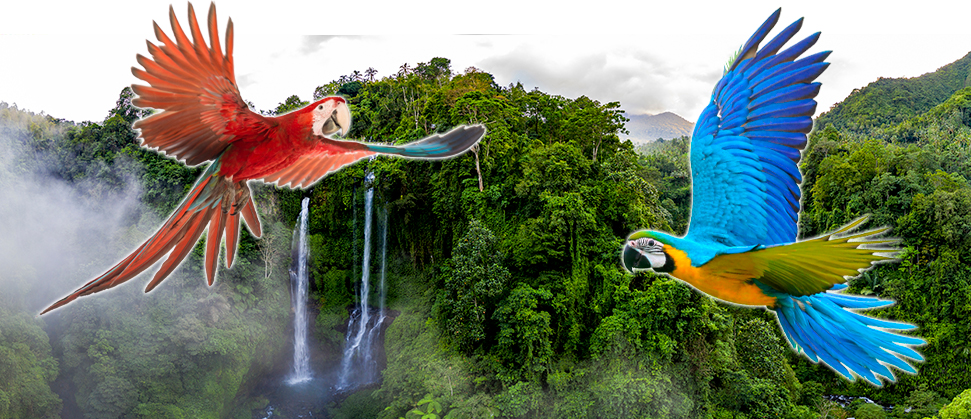 Demostración multiespecies