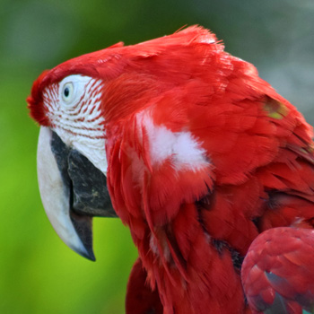 Guacamayo Aliverde