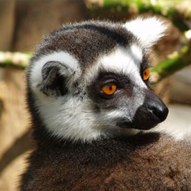 Lemur catta