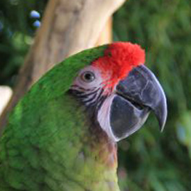 Military macaw
