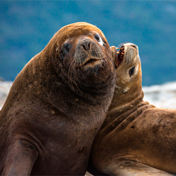 Leones Marinos de la Patagonia