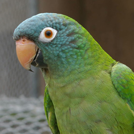 Aratinga de corona azul