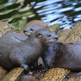 Nutrias