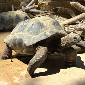 Tortuga Gigante