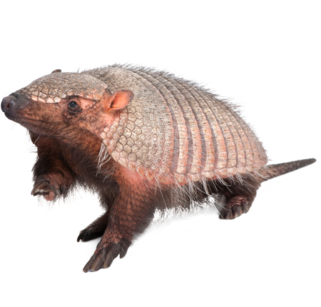 armadillo