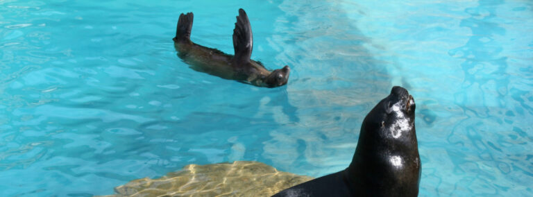 León Marino en primer plano
