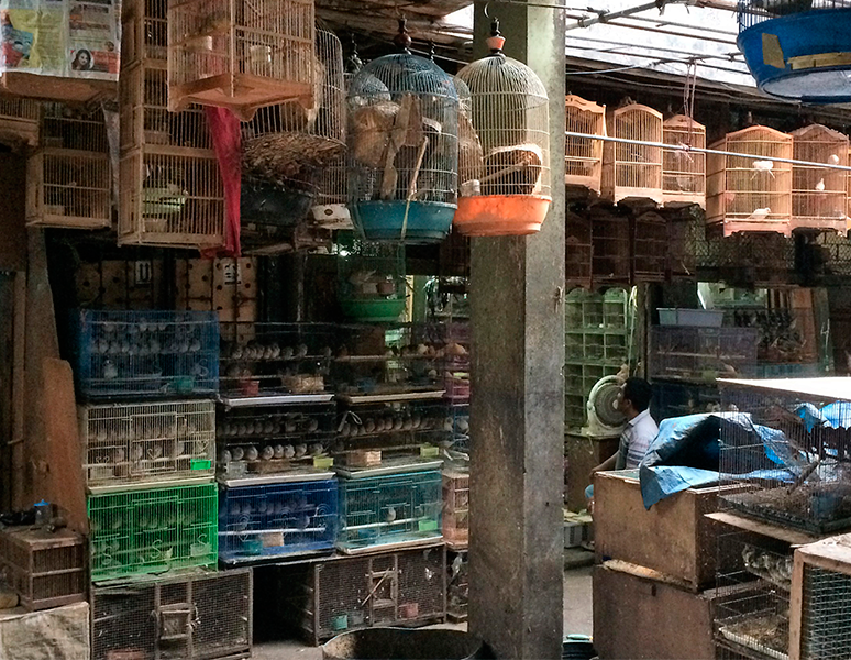 Galería Bosque Silencioso