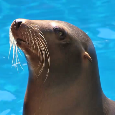 León marino californiano