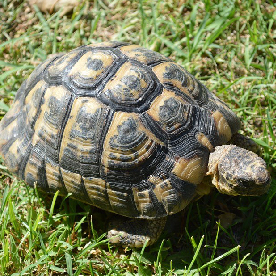 Tortuga Mora