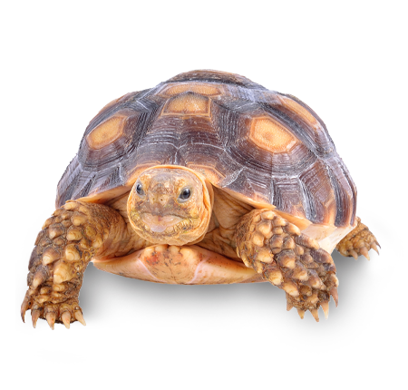 tortuga mora