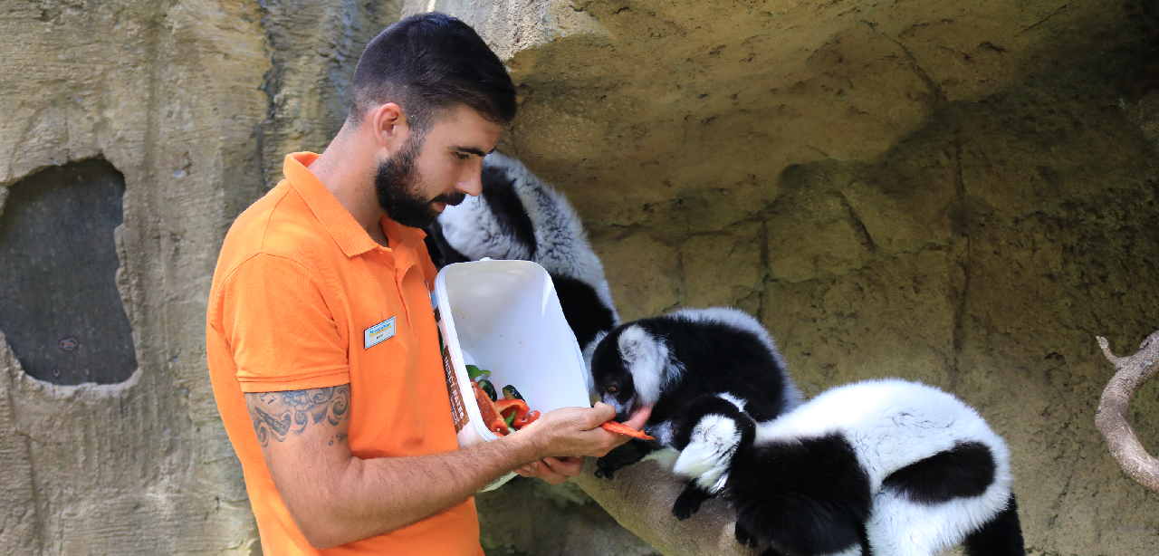 cuidador de Mundomar dándo de comer a los lemures