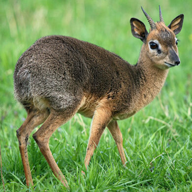 Dik-Dik de Kirk