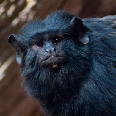 Tití de manos doradas