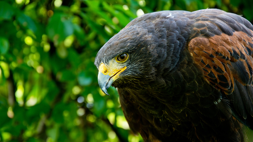 Águila Harris, también conocida como Halcón de Harris