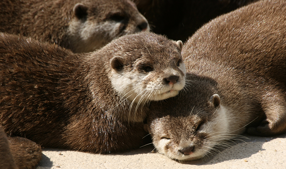 Nutrias en Mundomar Benidorm