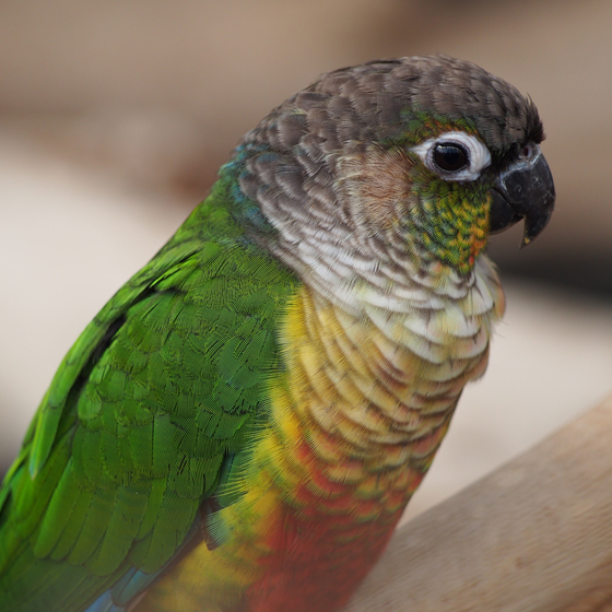 Mitred Parakeet