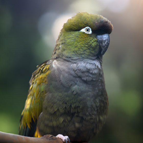 Burrowing Parrot