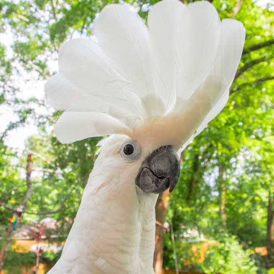 Cacatúa alba