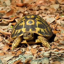 Tortuga mediterránea