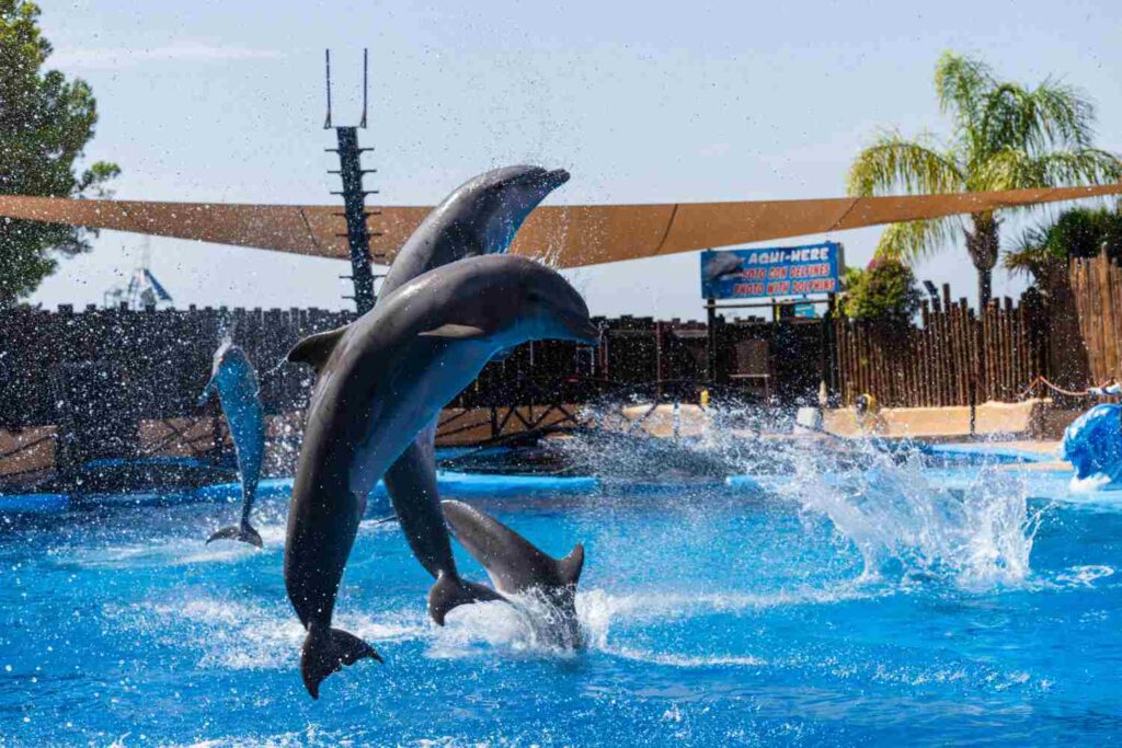 delfines en mundomar