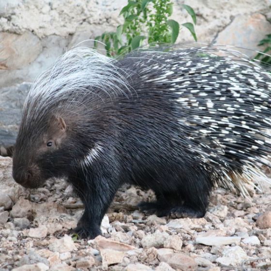 Puercoespín africano