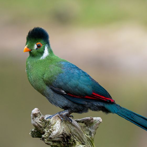 Turaco