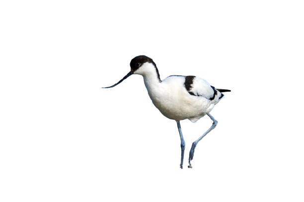 Avoceta