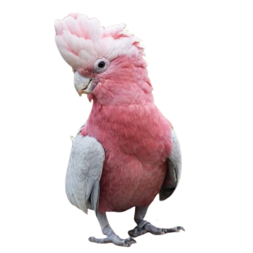 cacatua_galah_1-removebg-preview