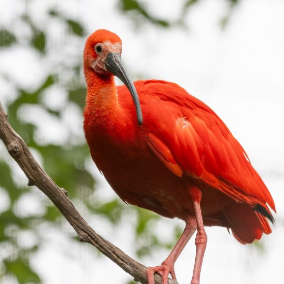 Ibis escarlata