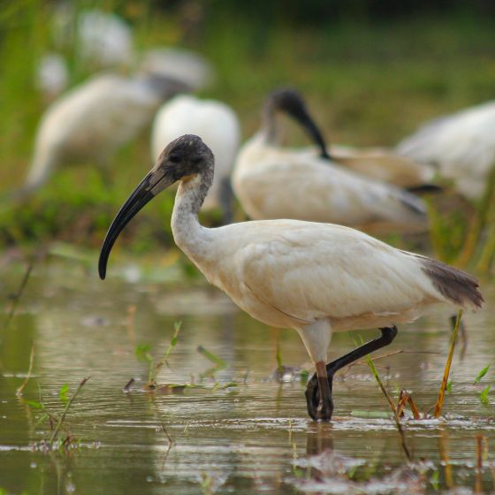 Ibis sagrada