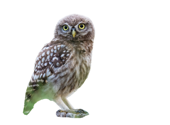 mochuelo sin fondo 2